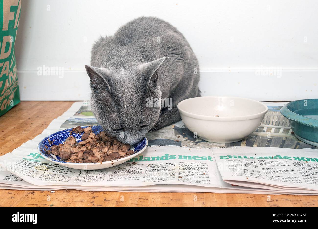 Russian blue cat at its feeding place Stock Photo