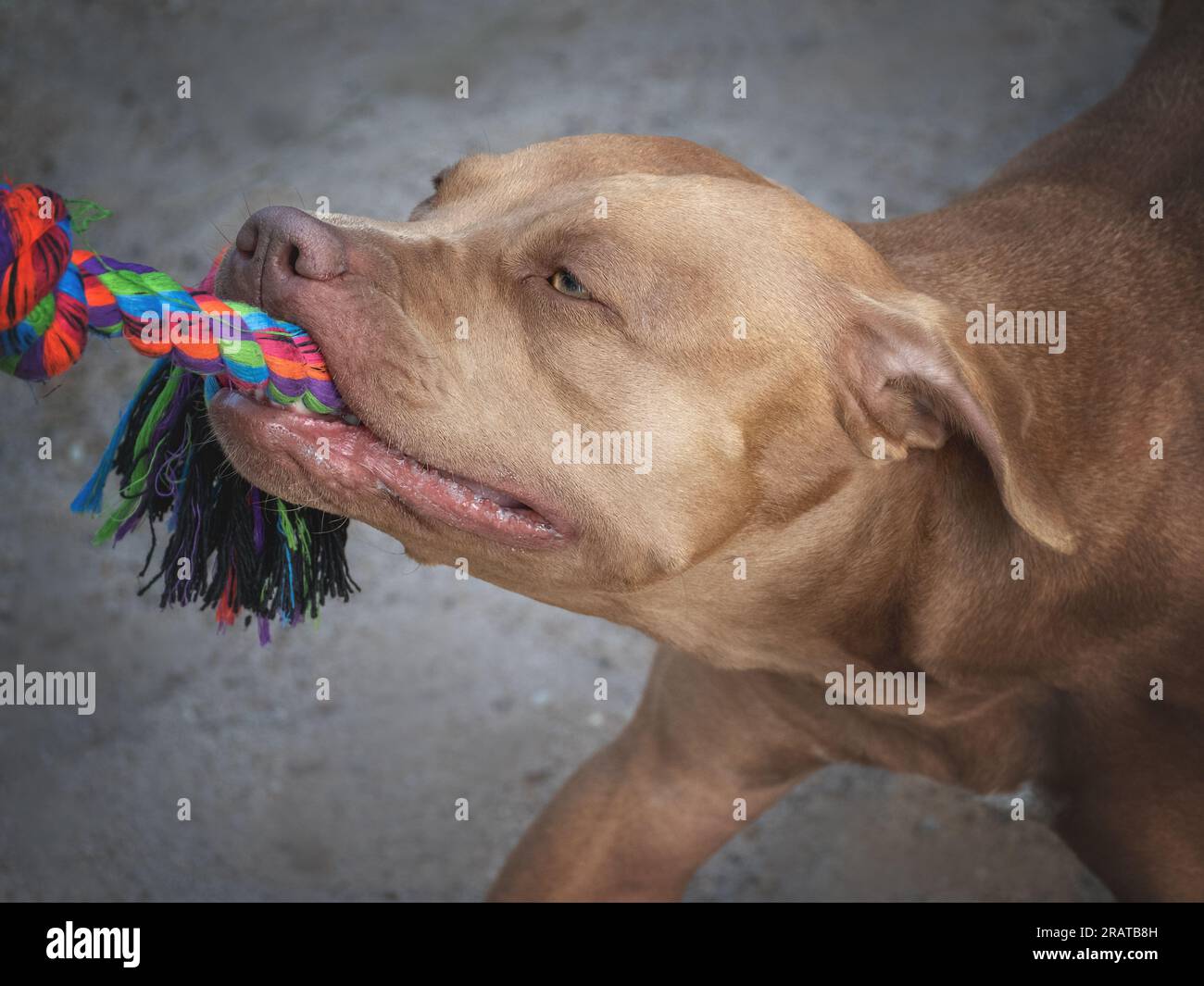Cute dog and play rope. Close-up, outdoors Stock Photo - Alamy