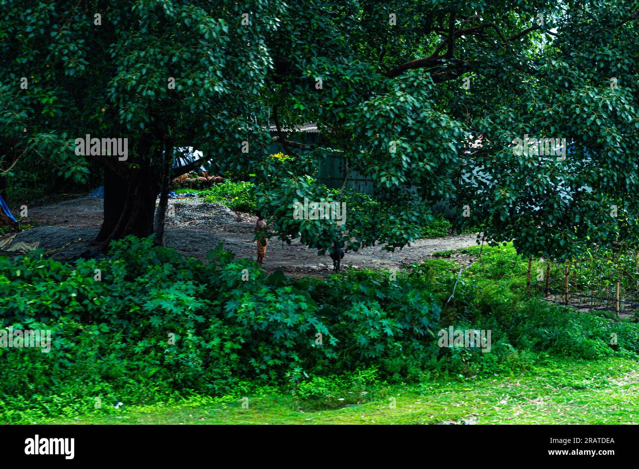 A giant tree canopy in a garden Stock Photo - Alamy