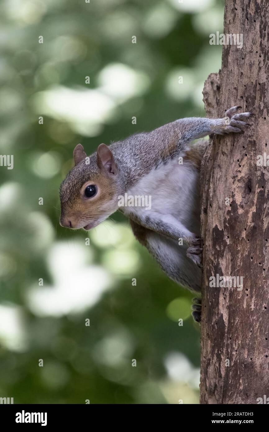 Grey squirrel hanging off an old dead tree riddled with woodworm Stock Photo