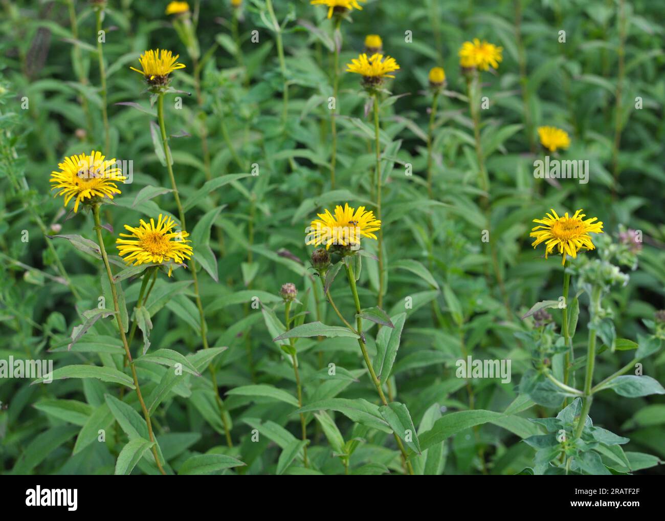 Pentanema from the aster family blooms in the wild Stock Photo