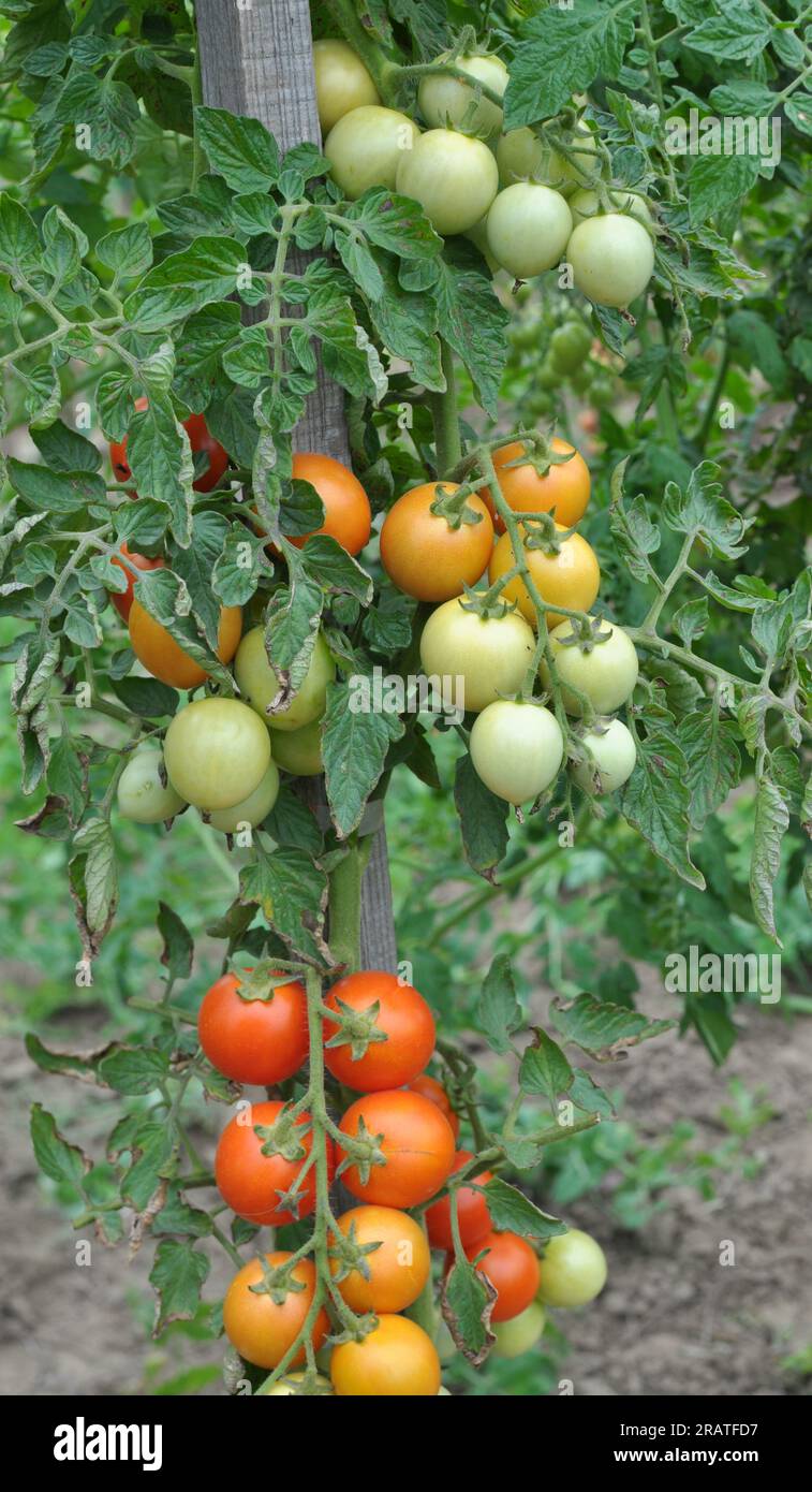 In the garden, cherry tomatoes grow in open ground Stock Photo - Alamy