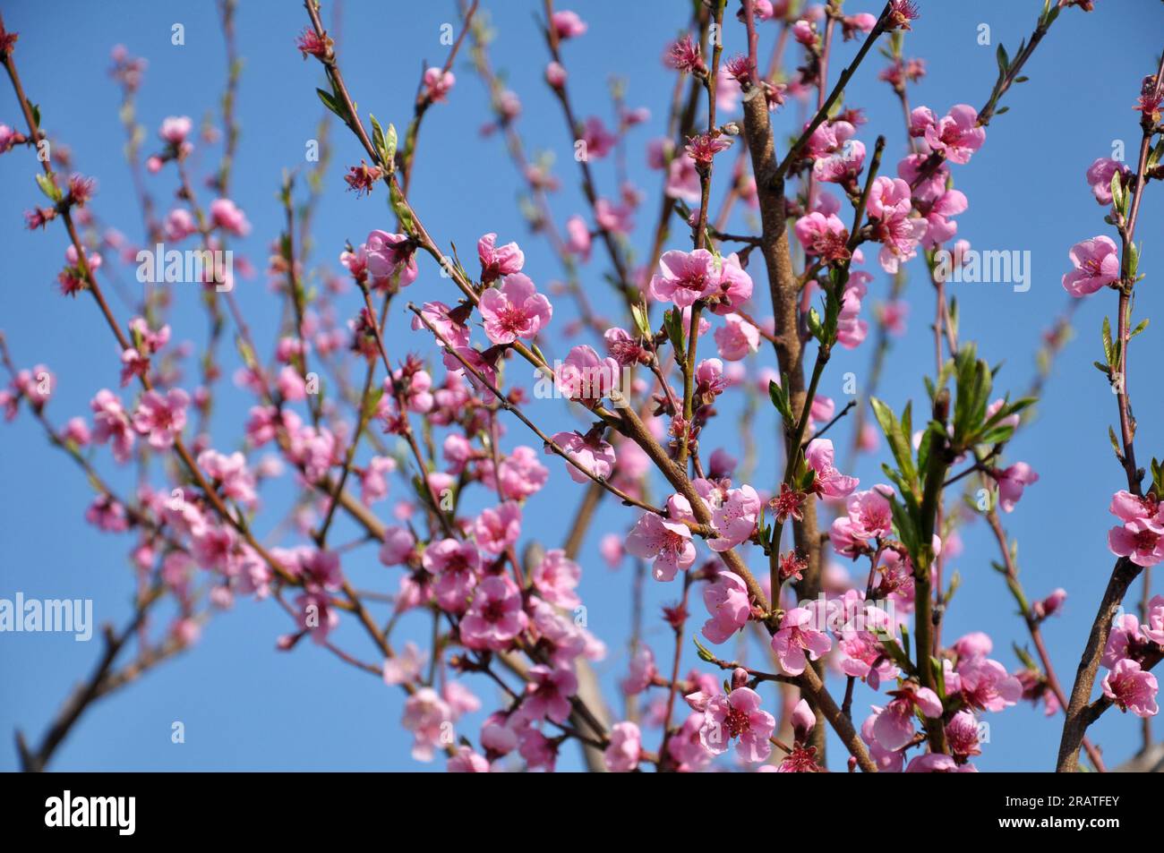 In the orchard on a tree branch blooms a peach Stock Photo