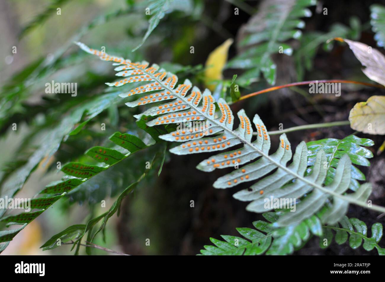 Fern Polypodium vulgare grows in the wild on a rock in the woods Stock Photo