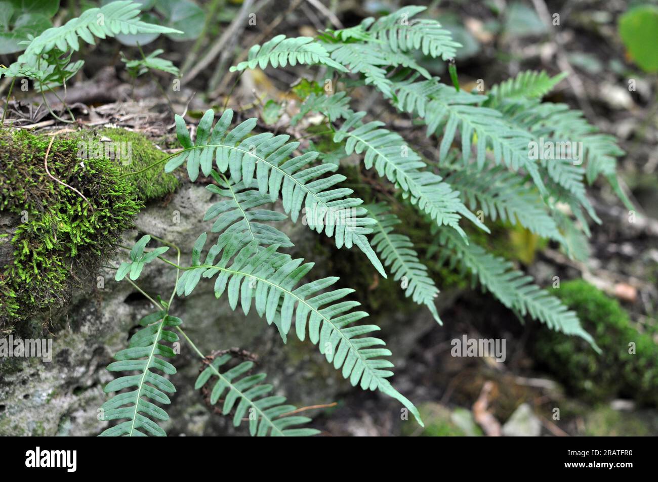Fern Polypodium vulgare grows in the wild on a rock in the woods Stock Photo