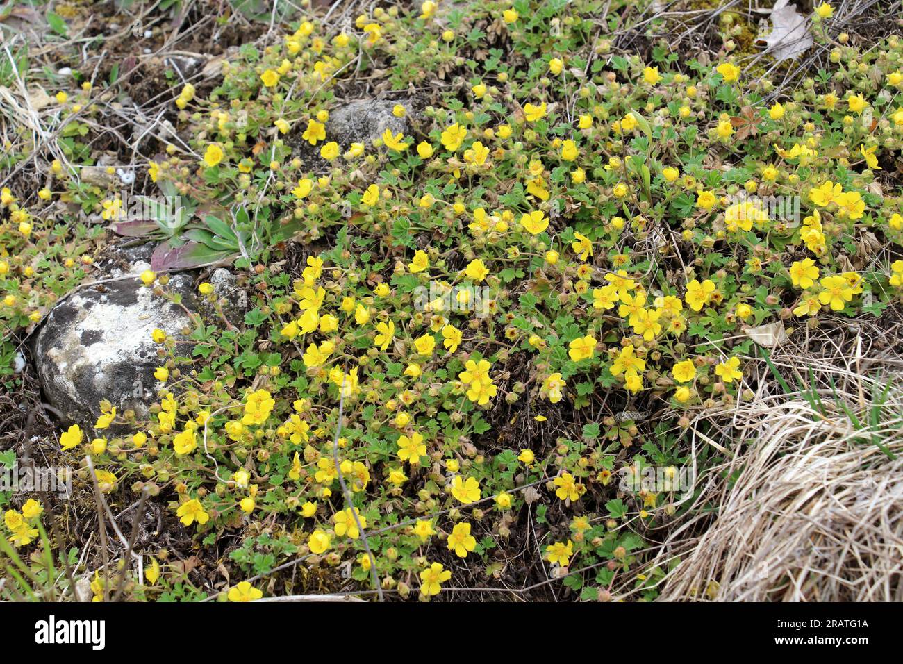 Potentilla arenaria grows in the wild in spring Stock Photo