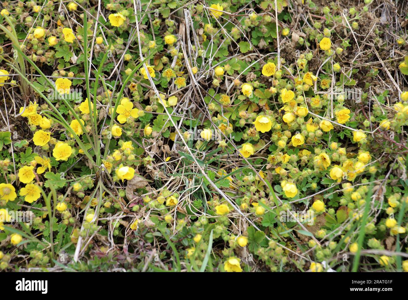 Potentilla arenaria grows in the wild in spring Stock Photo