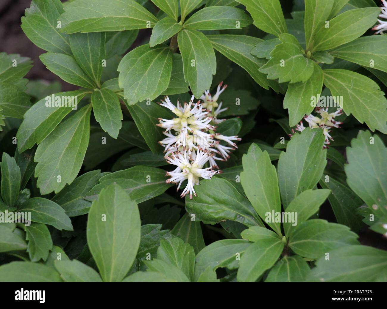 Valuable groundcover dwarf semi-shrub Pachysandra terminalis grows in the garden Stock Photo