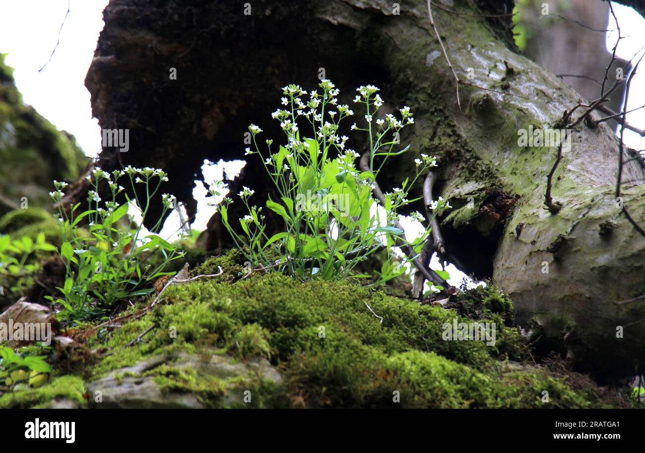 Arabidopsis arenosa blooms in the wild in spring Stock Photo