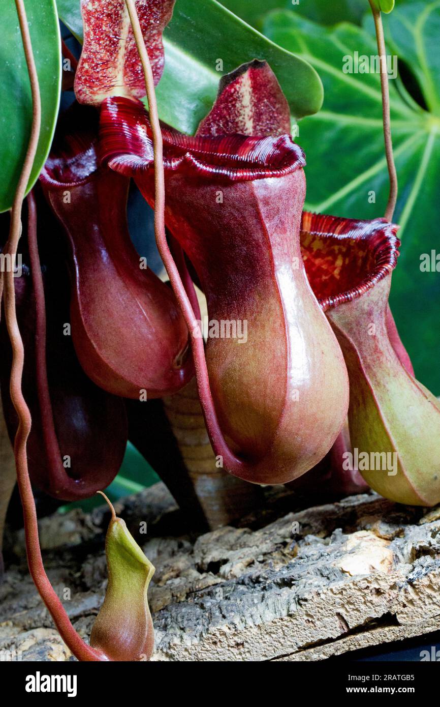 Nepenthes lowii x ventricosa (tropical pitcher plant) close-up, grown in cultivation. Stock Photo