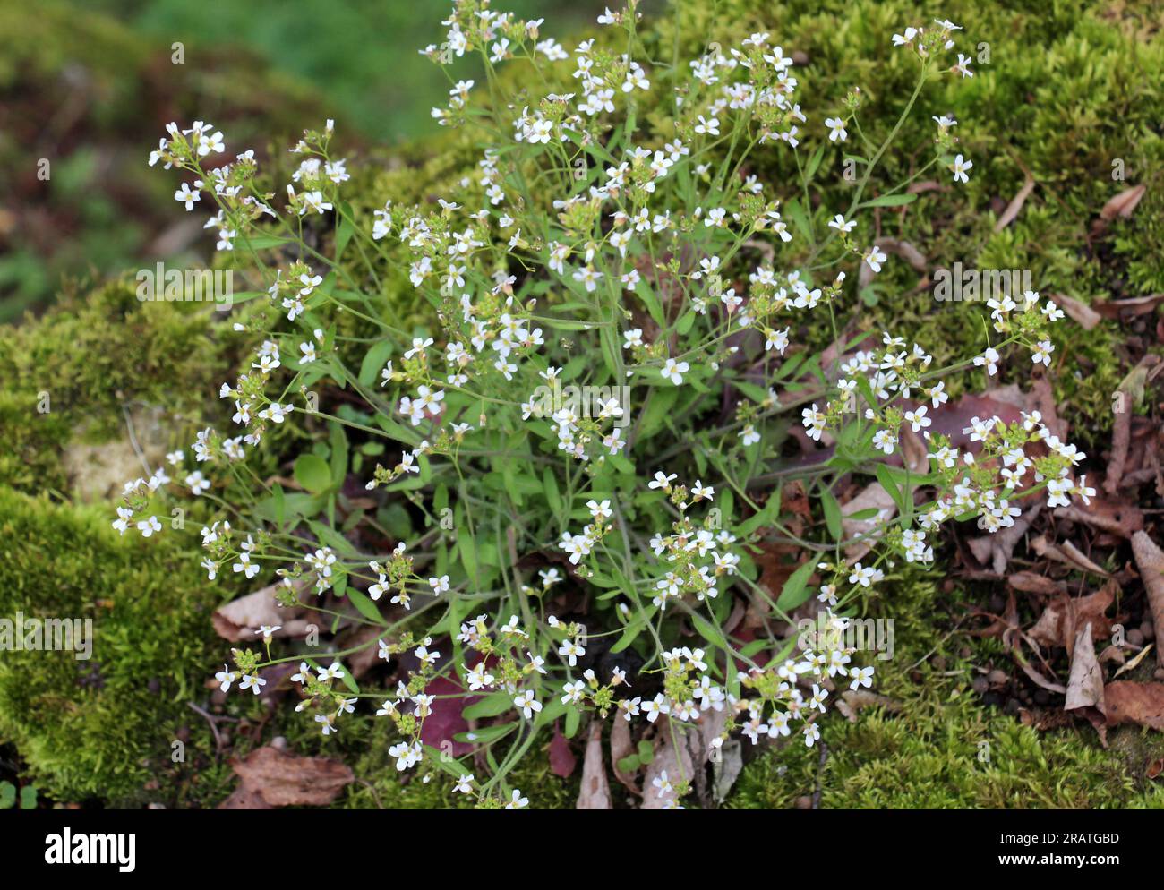 Arabidopsis arenosa blooms in the wild in spring Stock Photo