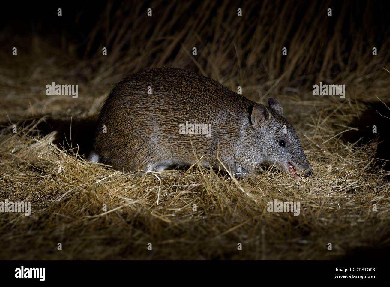 Southern brown bandicoot - Isoodon obesulus is short-nosed nocturnal ...