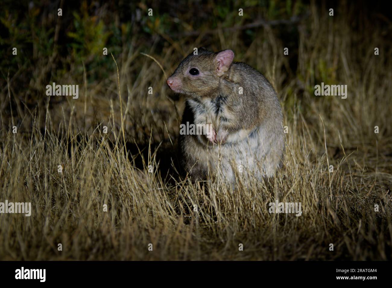 Boodie - Bettongia lesueur also Burrowing bettong or Lesueur's rat-kangaroo, small furry mammal native to Australia during the night, restricted to a Stock Photo