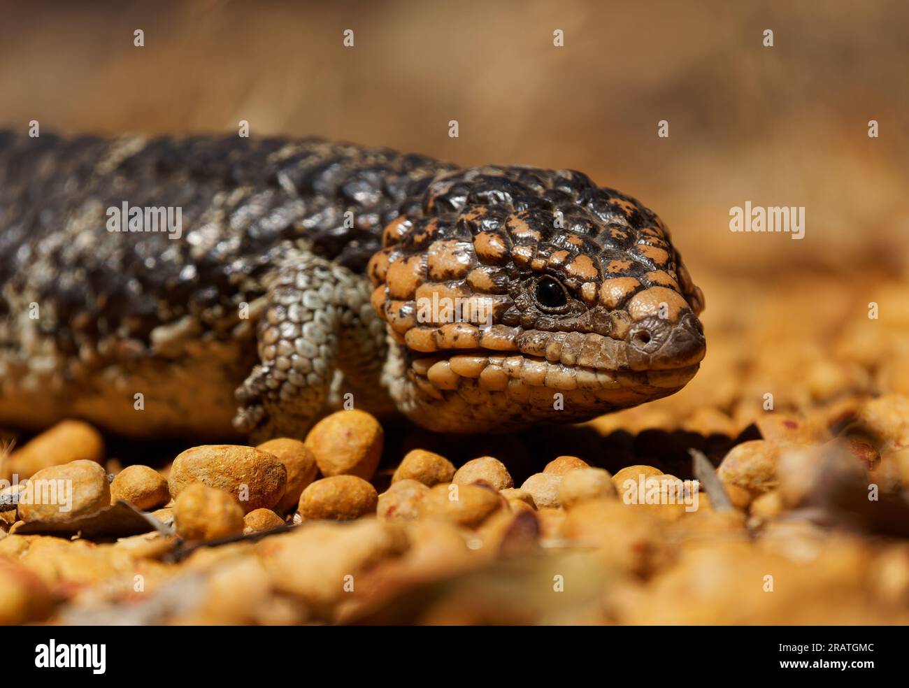 Tiliqua rugosa known as Shingleback skink or Bobtail lizard or Sleepy or Pinecone lizard, short tailed slow species of Blue-tongued skink endemic to A Stock Photo
