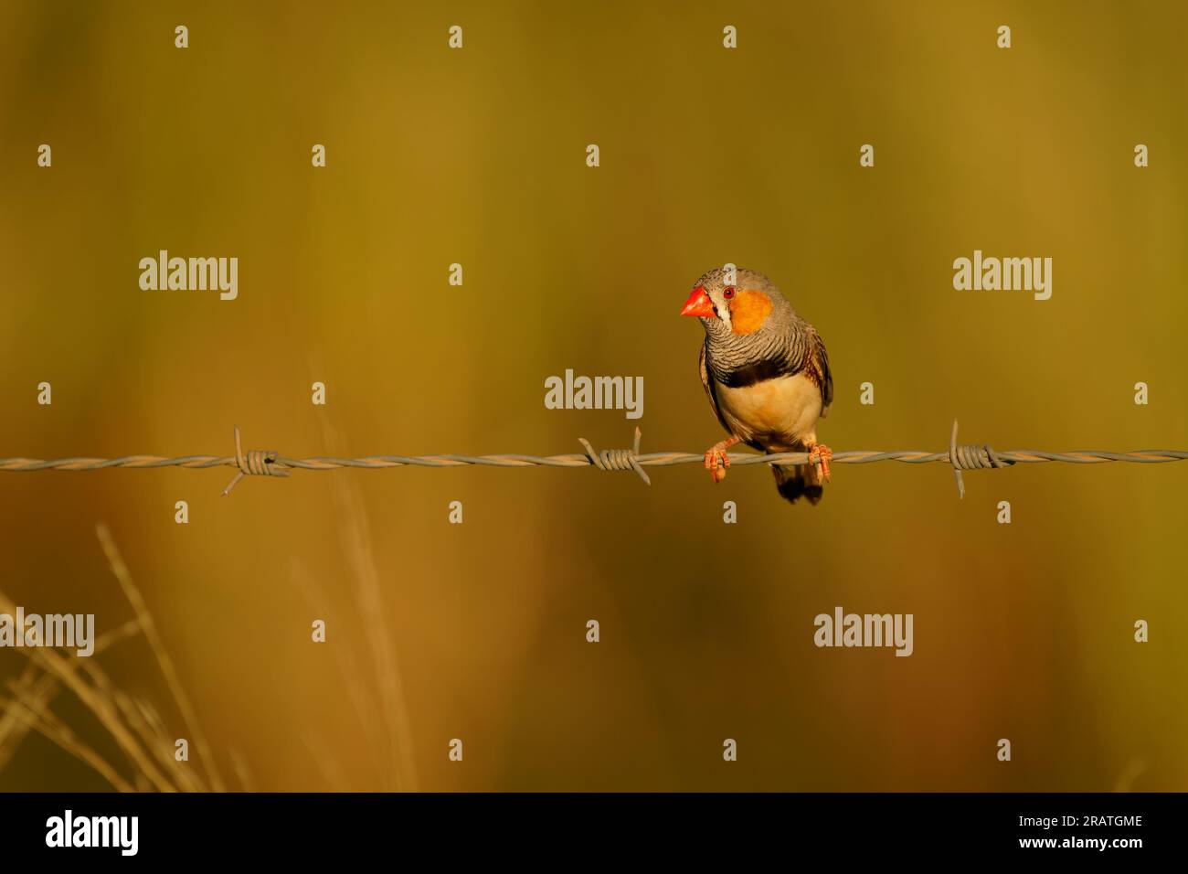 Australian Zebra Finch or Chestnut-eared Finch (Taeniopygia guttata