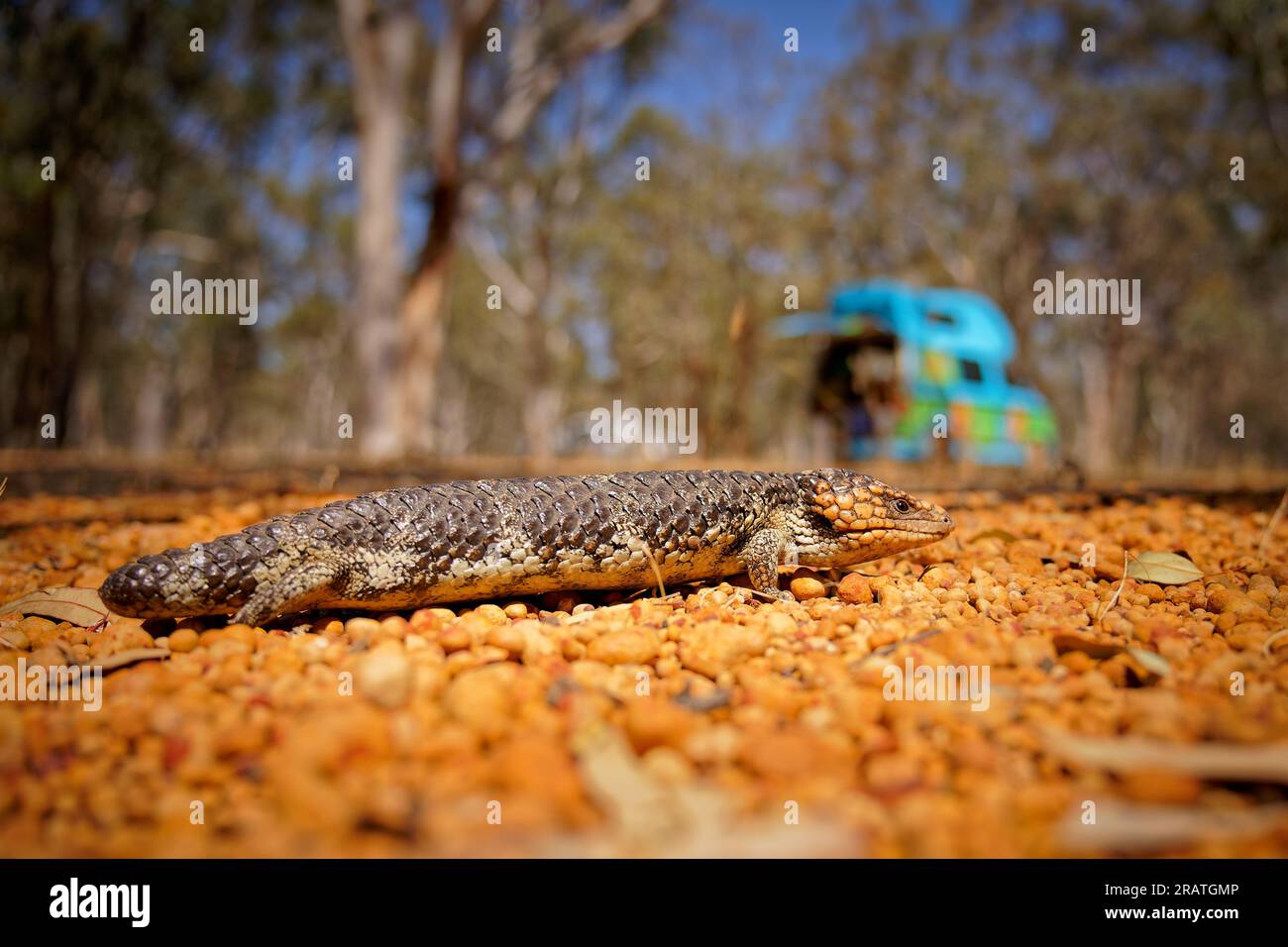 Tiliqua rugosa known as Shingleback skink or Bobtail lizard or Sleepy or Pinecone lizard, short tailed slow species of Blue-tongued skink endemic to A Stock Photo