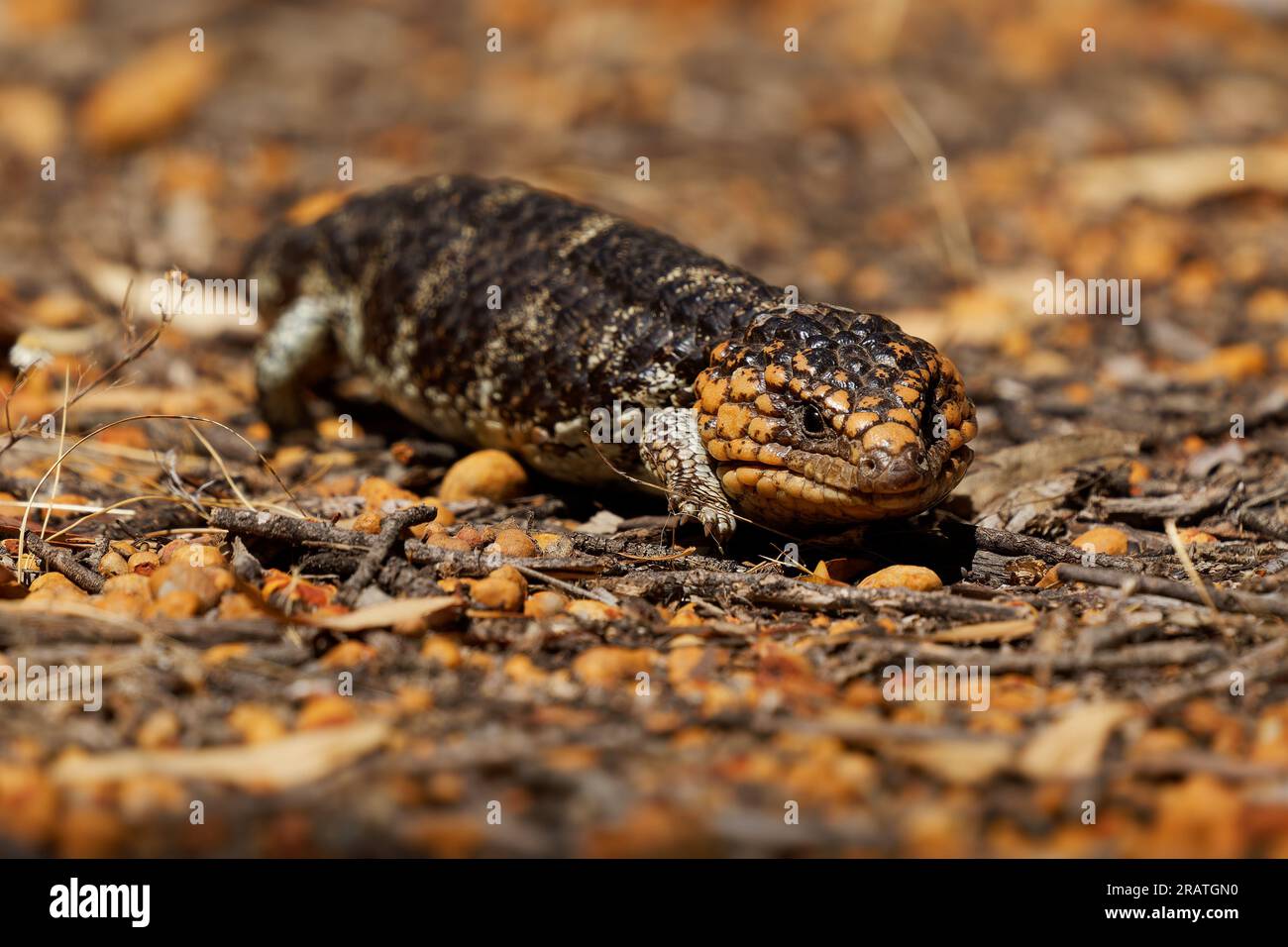 Tiliqua rugosa known as Shingleback skink or Bobtail lizard or Sleepy