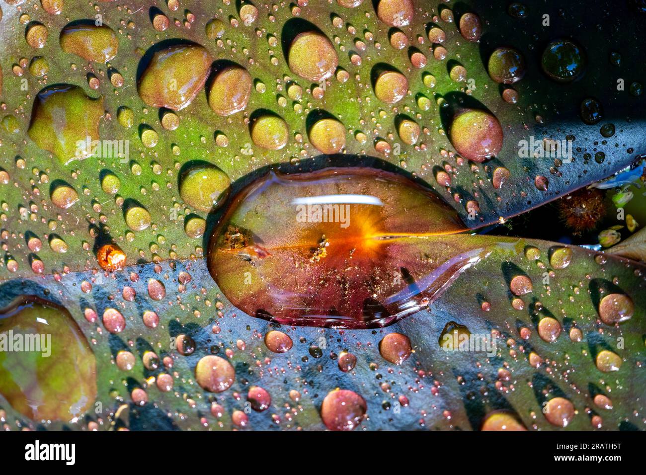 water drops on a lily leaf Stock Photo