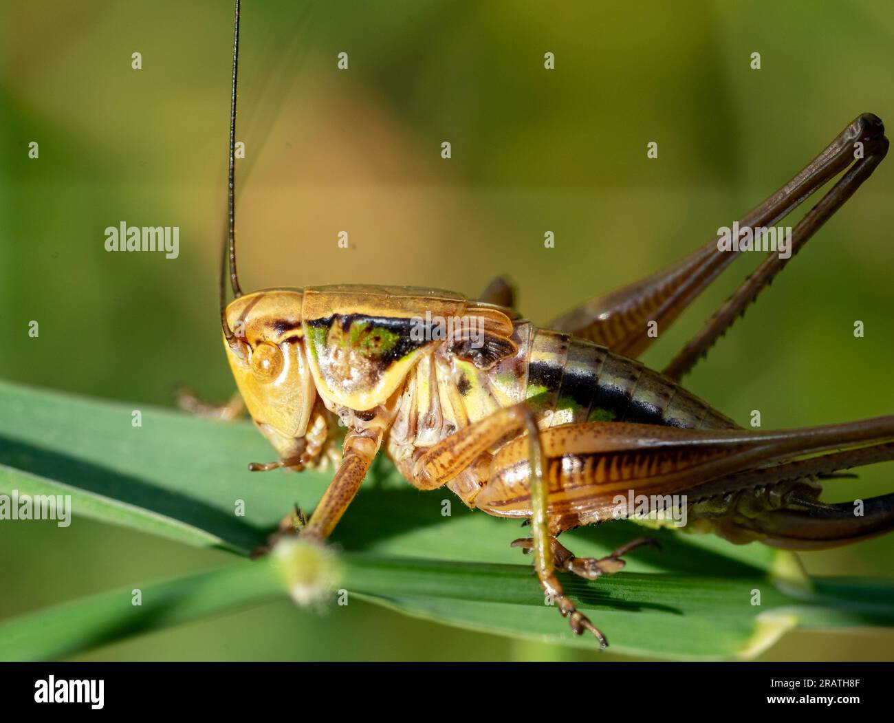 Roeseliana roeseli grasshopper on a leaf Stock Photo