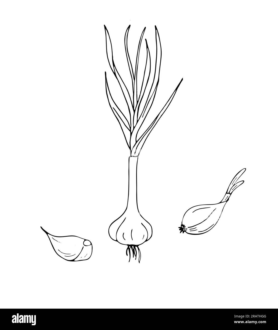 Vector illustration of garlic clove, and garlic bulb in simple style. Sketch illustration Stock
