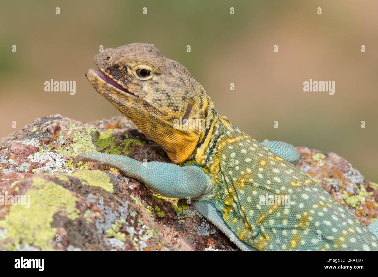 Eastern Collared Lizard, Crotaphytus collaris, male Stock Photo Alamy