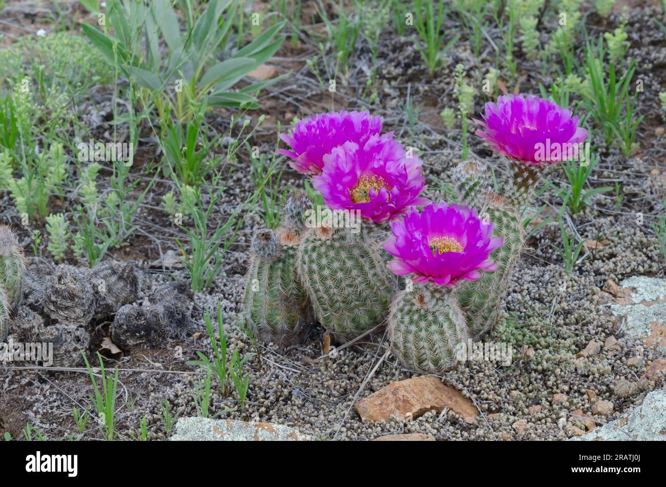 Lace Hedgehog Cactus, Echinocereus reichenbachii Stock Photo