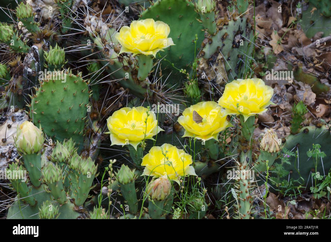 Prickly pear cactus opuntia blooms hi-res stock photography and images ...