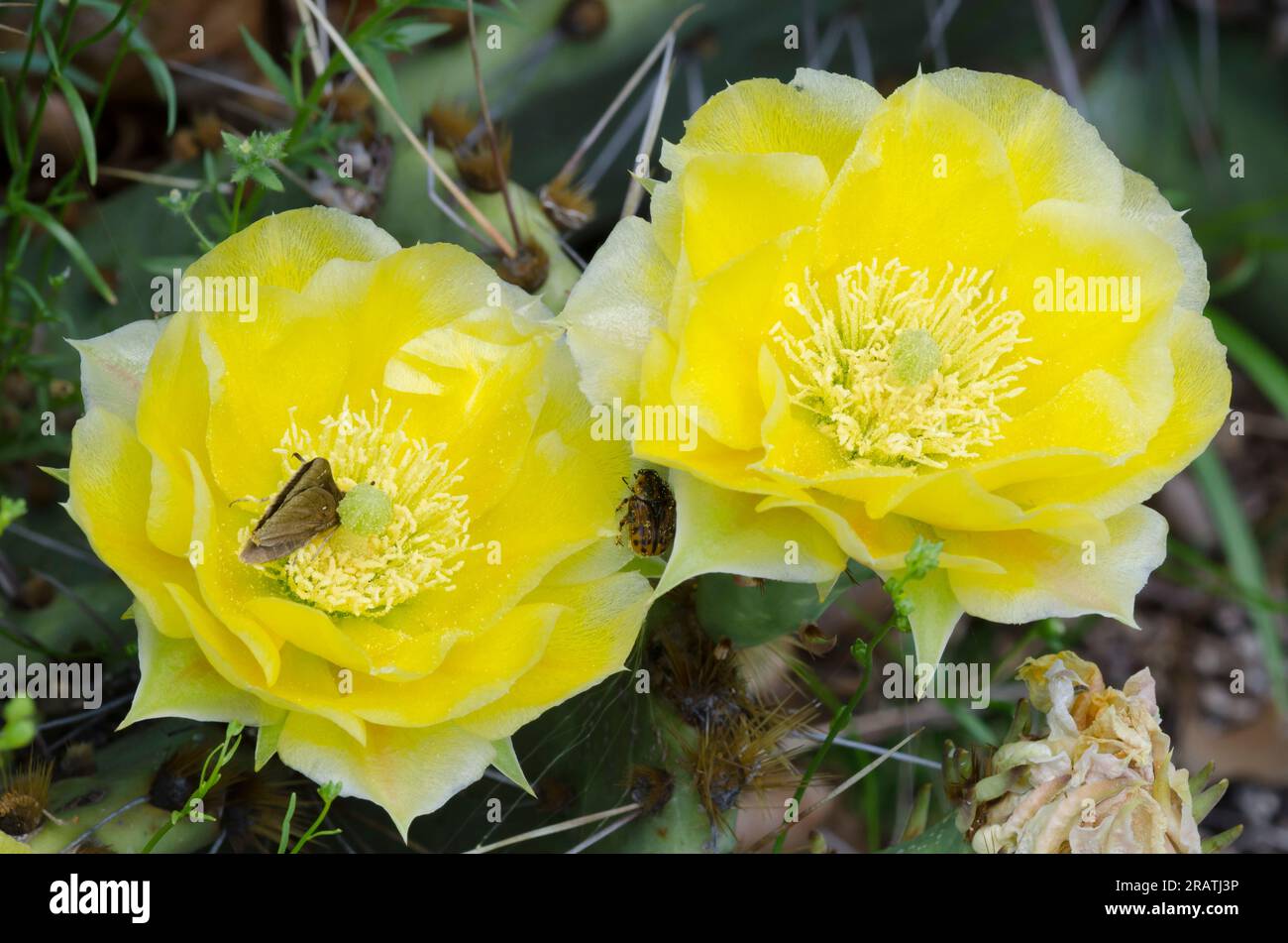 Plains Prickly Pear, Opuntia macrorhiza Stock Photo - Alamy