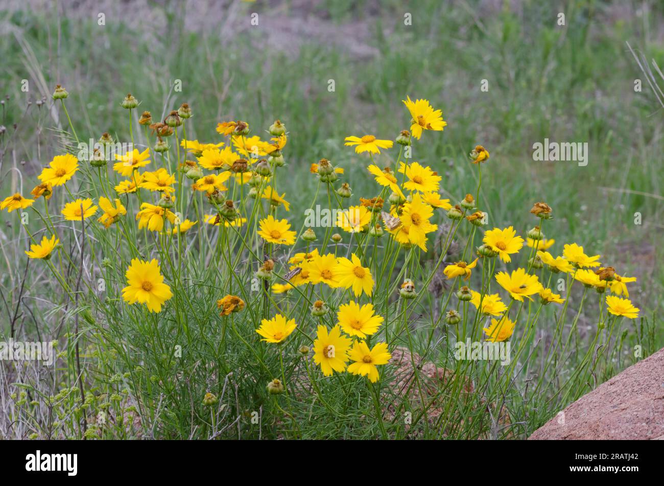 Largeflower Tickseed, Coreopsis grandiflora Stock Photo