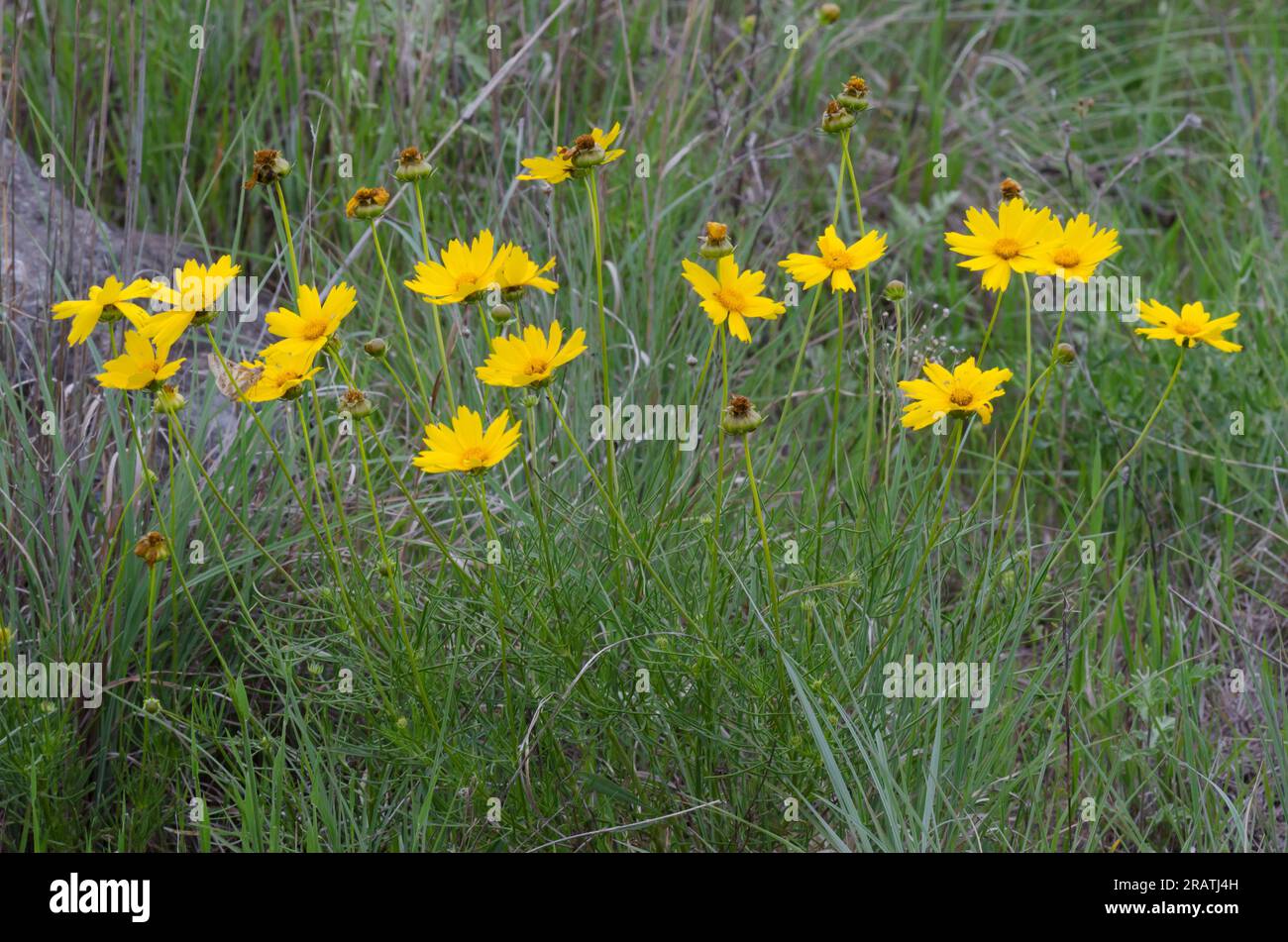 Largeflower Tickseed, Coreopsis grandiflora Stock Photo Alamy