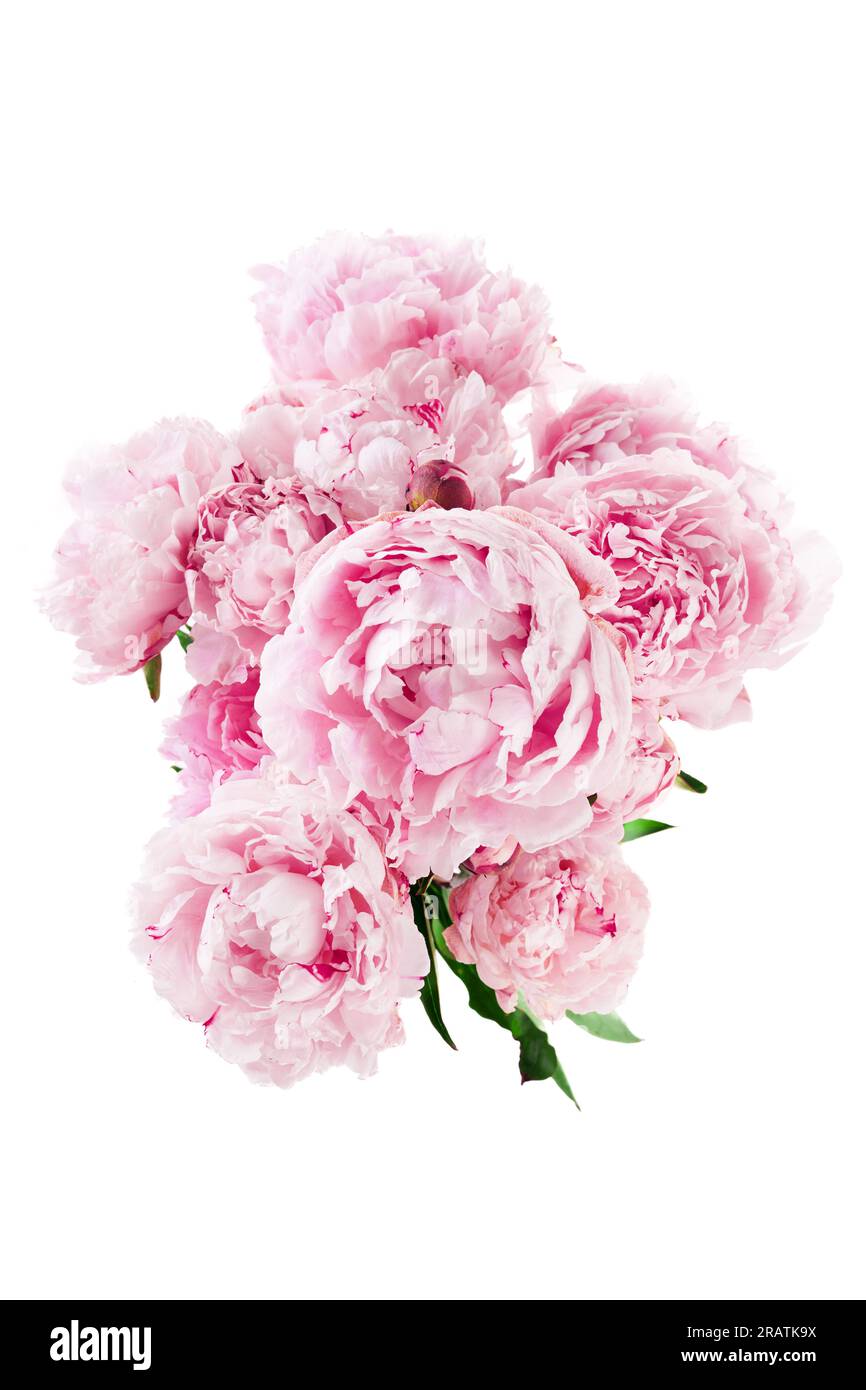 Pink peony flower isolated on white background Stock Photo - Alamy