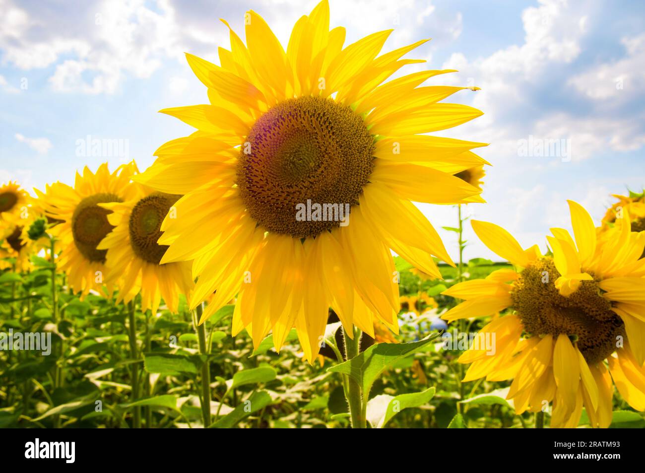 A field with blooming sunflowers and a bright blue sky Stock Photo - Alamy