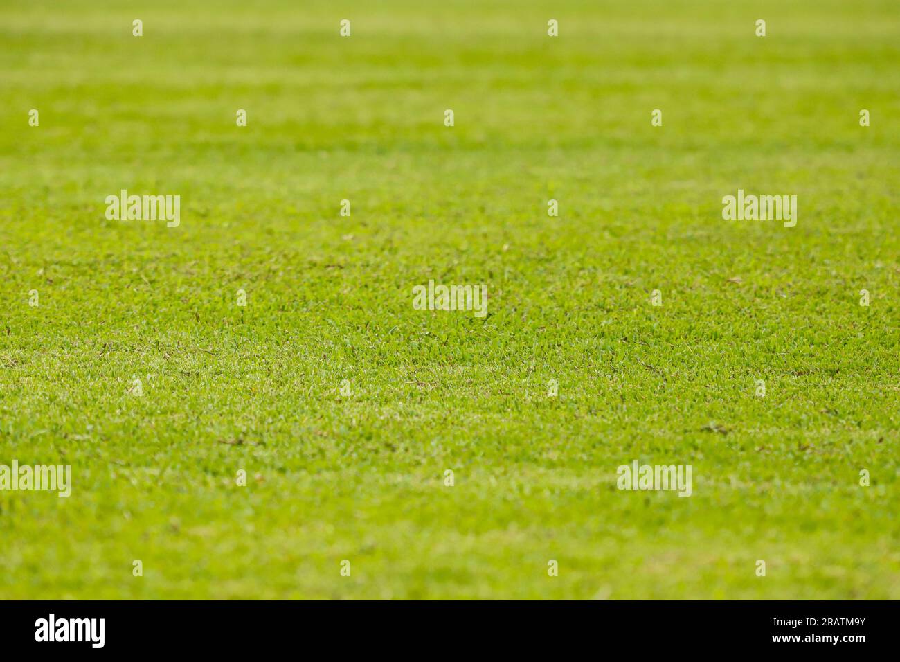 Grass of a football field, with the view close to the ground ...