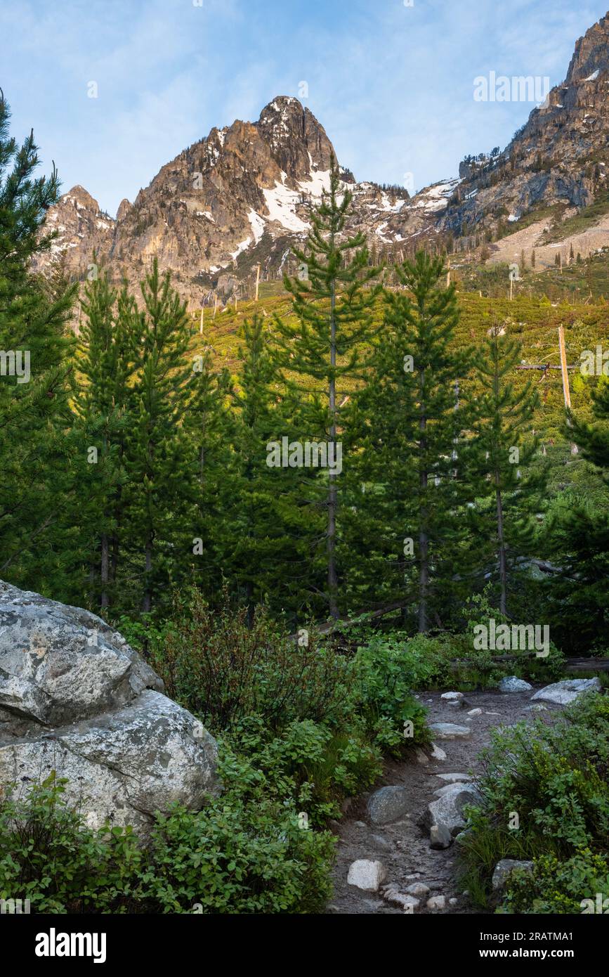 the-jenny-lake-loop-bending-through-a-young-forest-below-the-teton