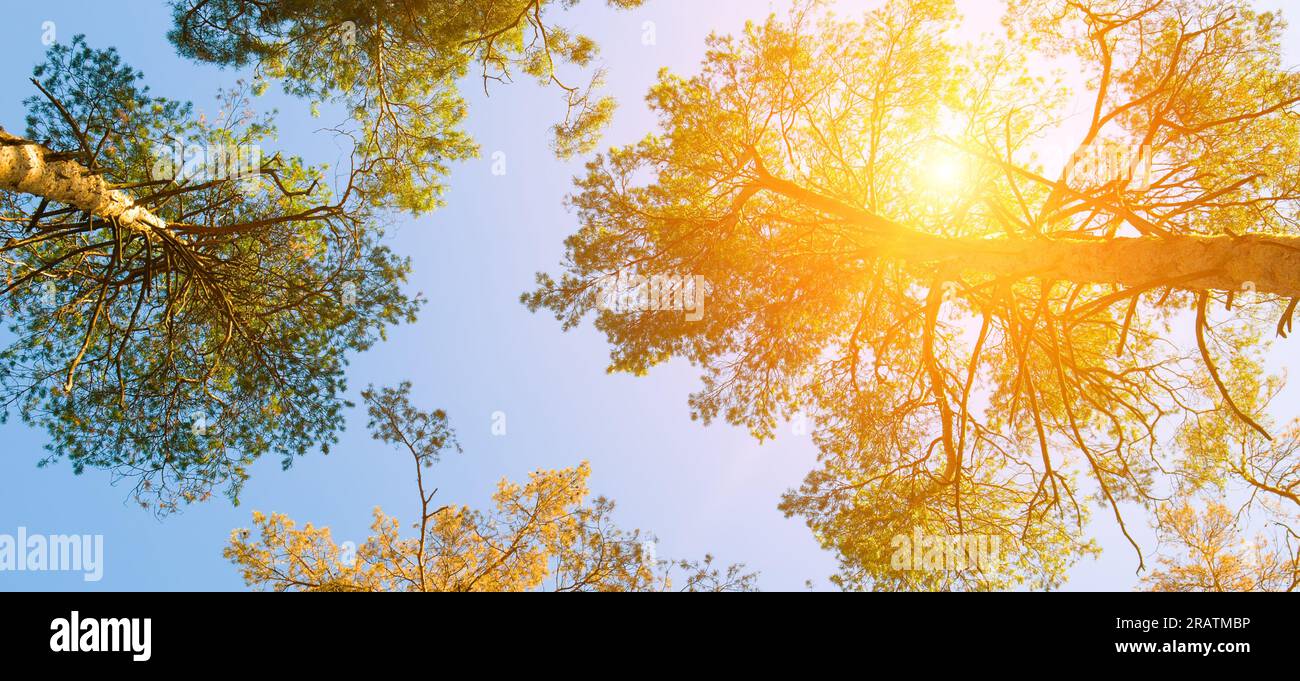 Crowns of pine trees against the blue sky and bright sun. Wide photo ...