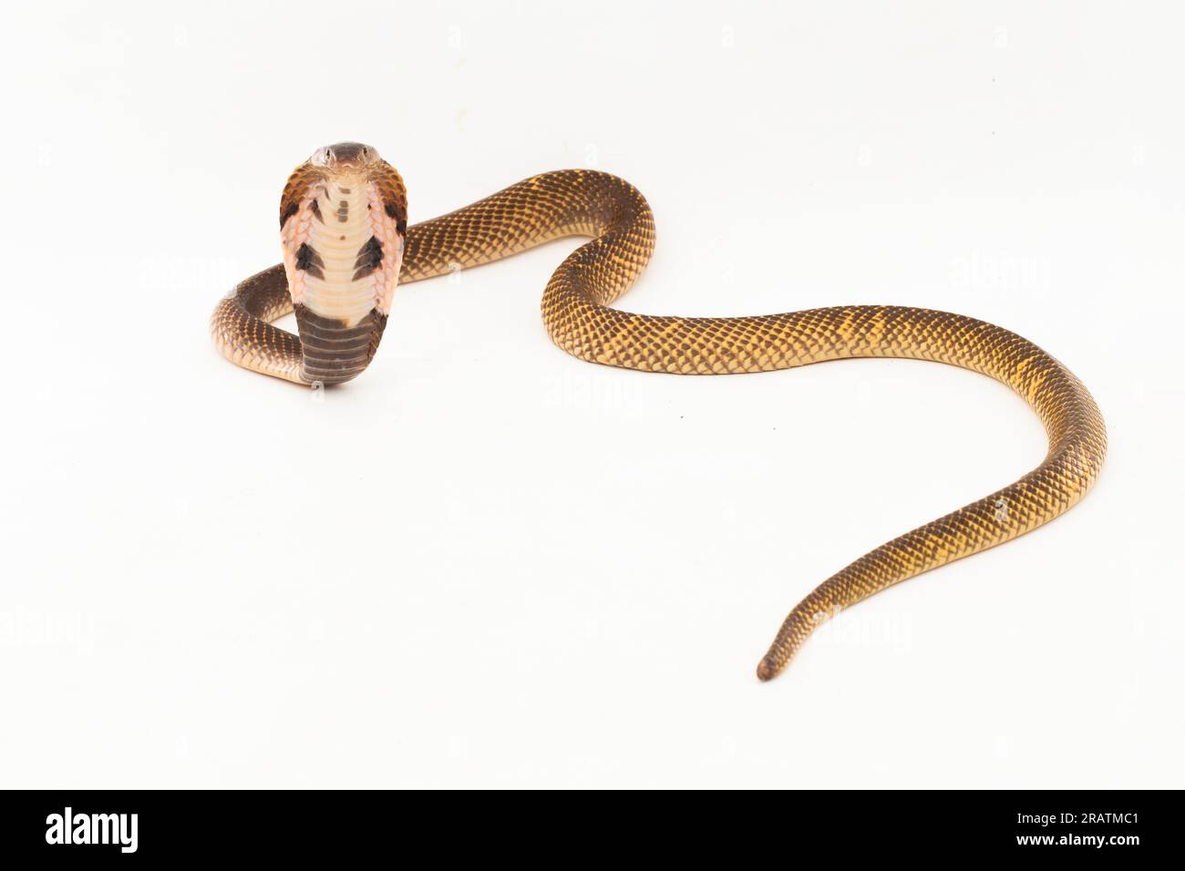 Equatorial Spitting cobra or Golden Spitting Cobra snake (Naja sumatrana) isolated on white background Stock Photo