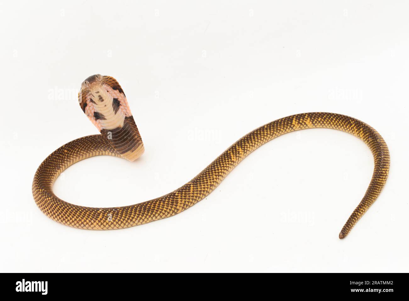 Equatorial Spitting cobra or Golden Spitting Cobra snake (Naja sumatrana) isolated on white background Stock Photo