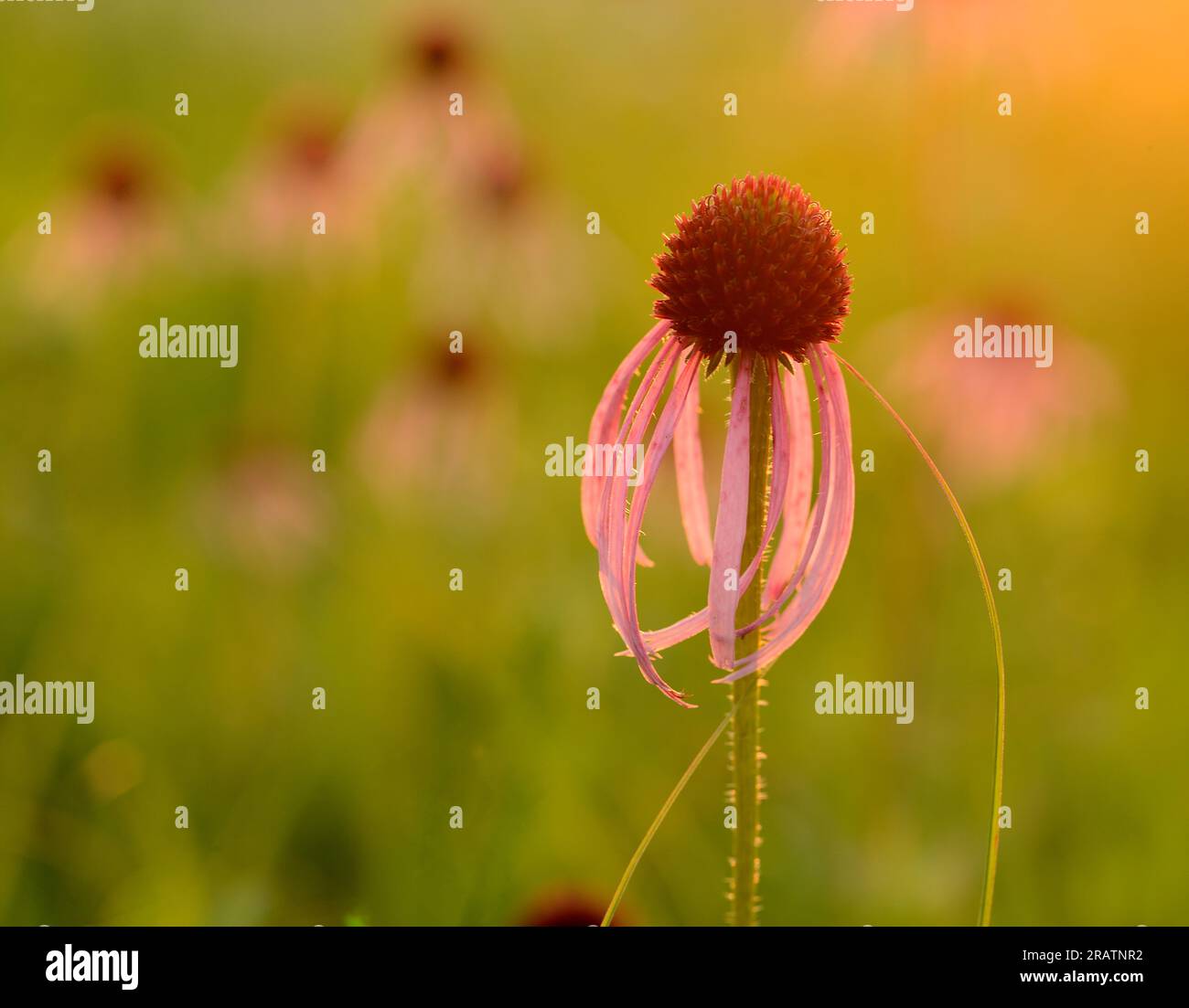 Drooping pink coneflower hires stock photography and images Alamy