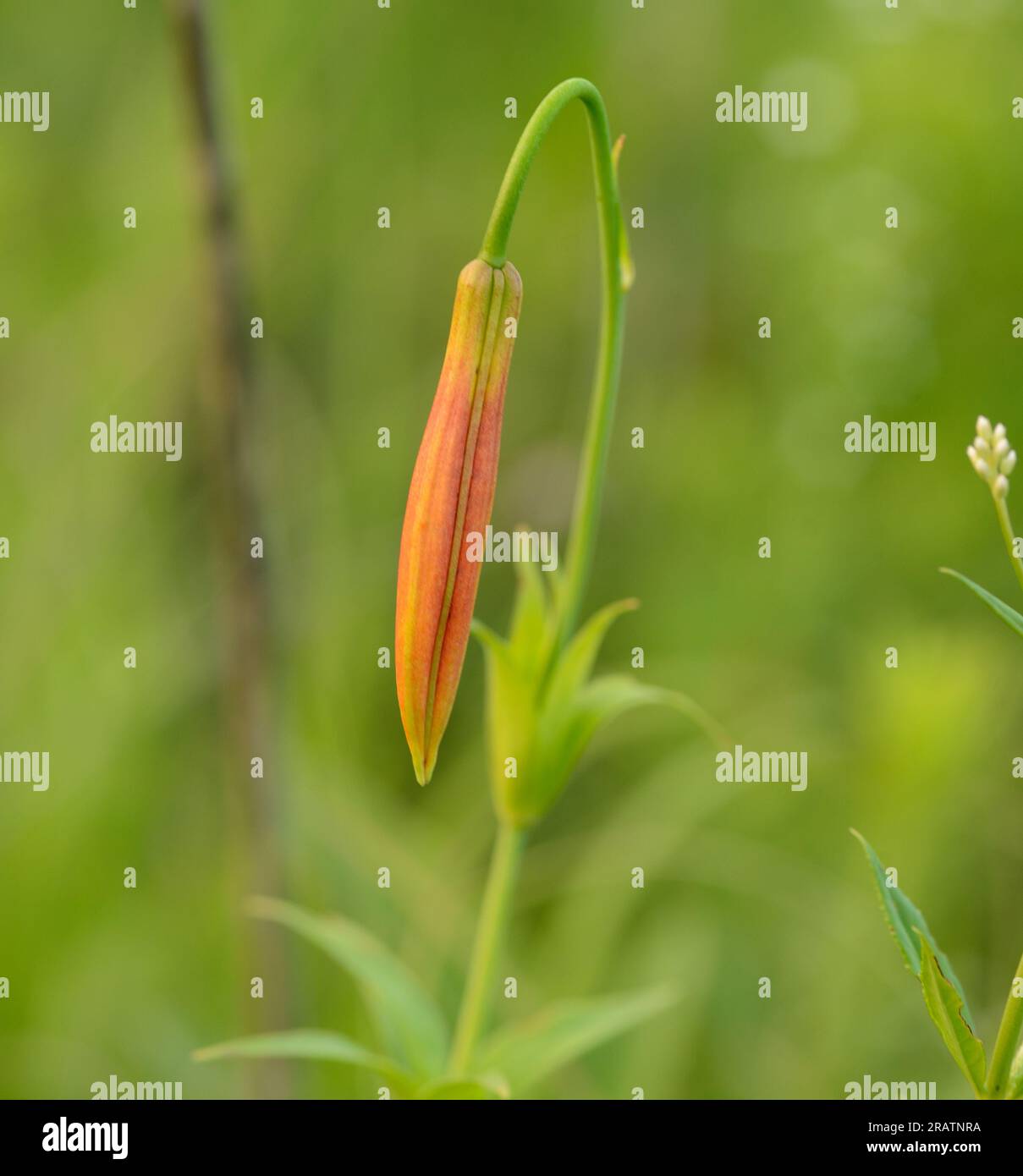 Tiger Lily bud (Lilium lancifolium) located in an Iowa Prairie Stock Photo