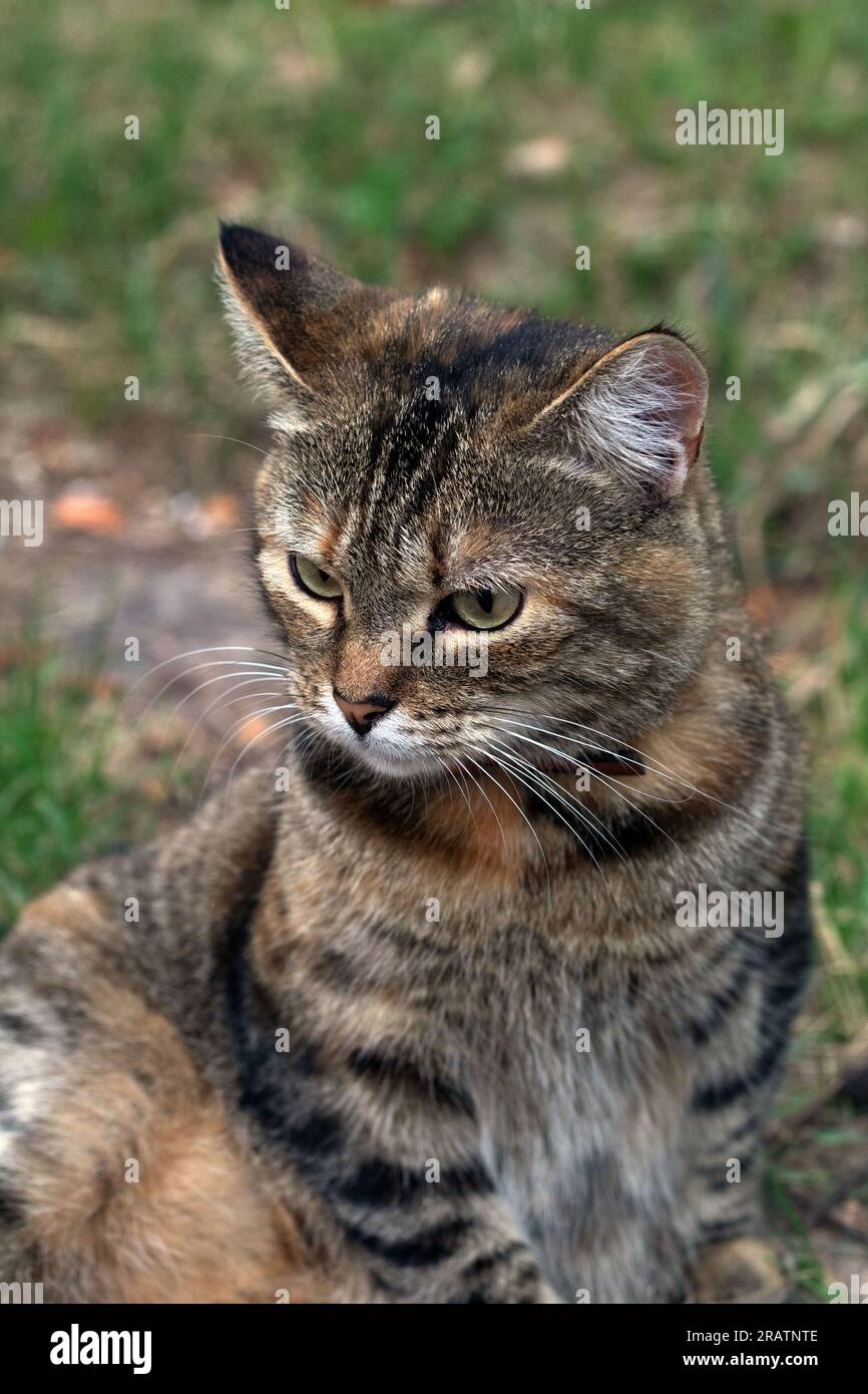 Close-up photo of a cat on the lawn Stock Photo