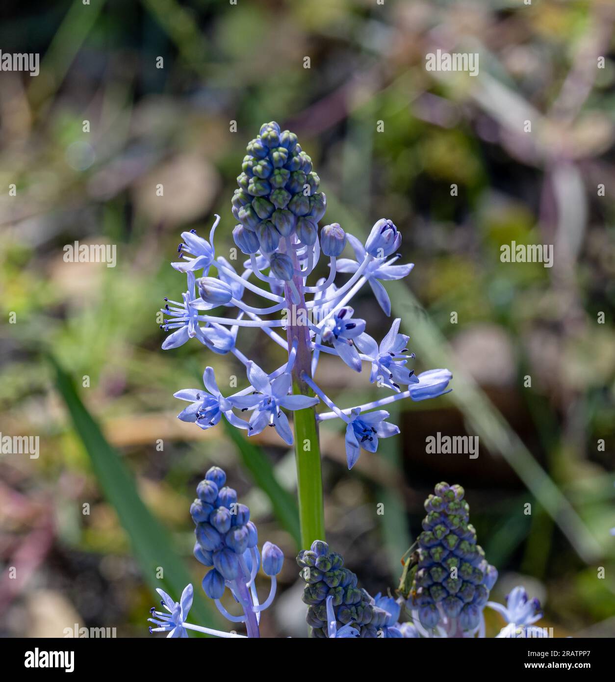 Hyacinth Squill light purple blooming flowers Stock Photo