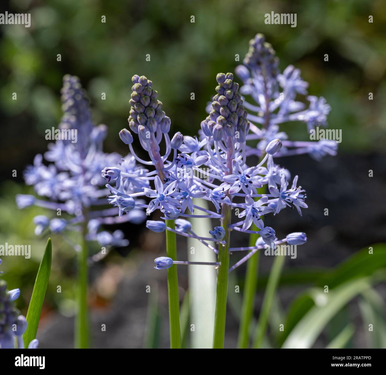 Hyacinth Squill light purple blooming flowers Stock Photo