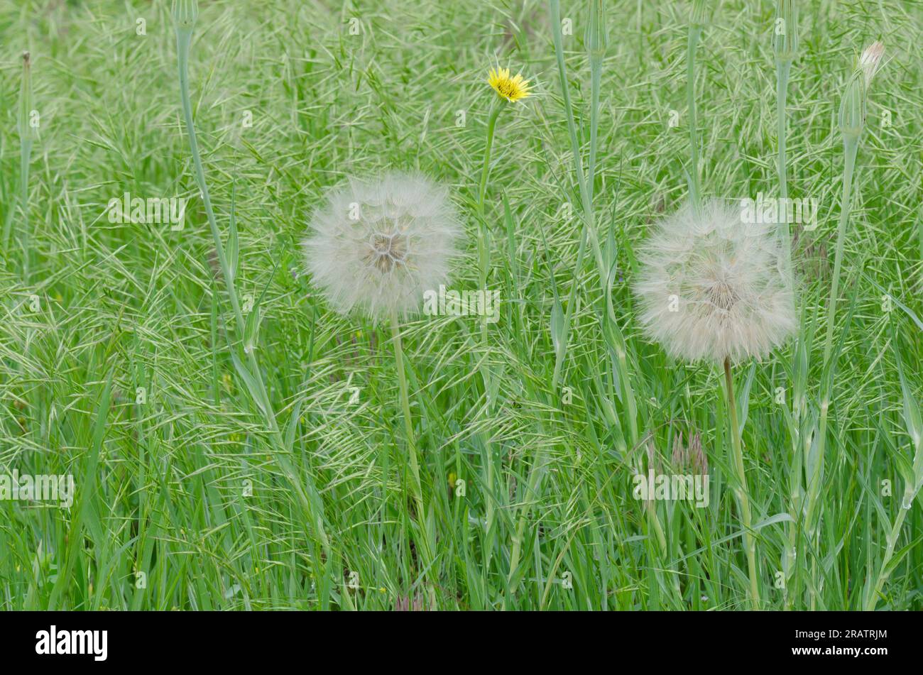 Yellow Salsify, Tragopogon dubius, with fruiting head Stock Photo