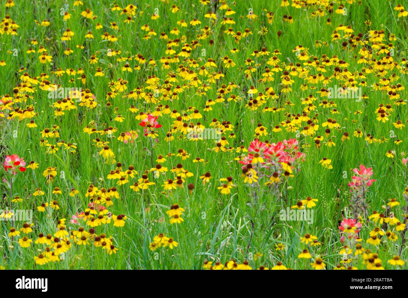 Wildflowers, Brown Bitterweed, Helenium amarum var. badium and