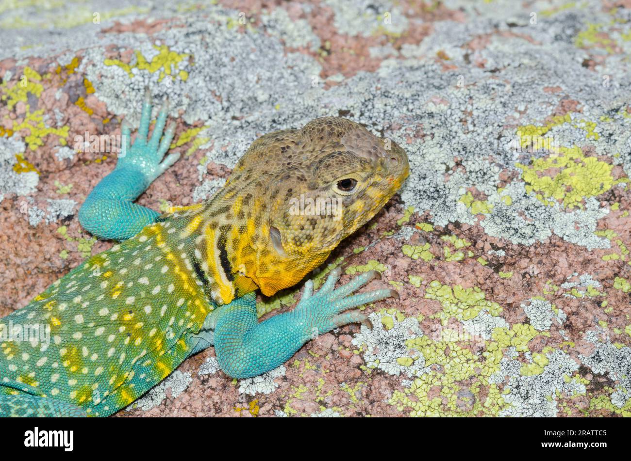 Eastern Collared Lizard, Crotaphytus collaris, male Stock Photo Alamy