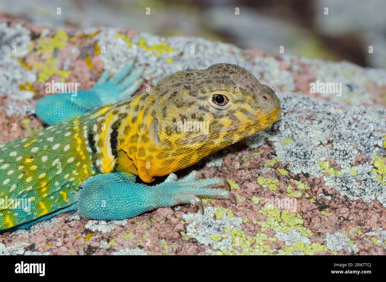 Eastern Collared Lizard, Crotaphytus collaris, male Stock Photo Alamy