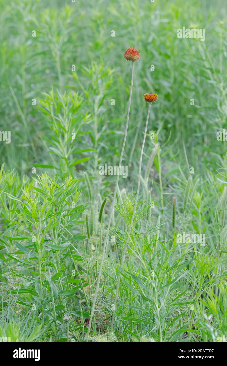 Perfumeballs, Gaillardia suavis Stock Photo Alamy
