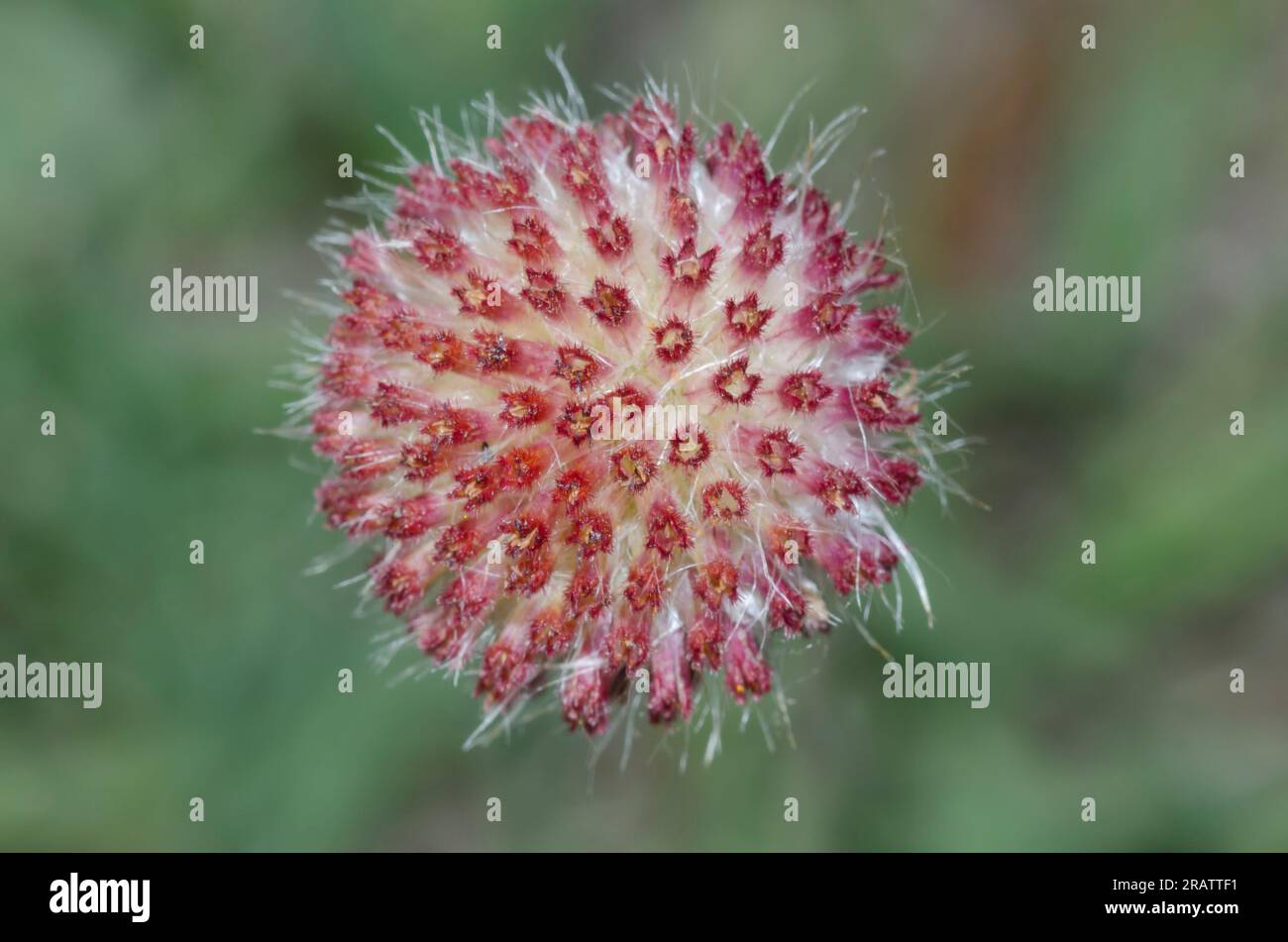 Perfumeballs, Gaillardia suavis Stock Photo Alamy