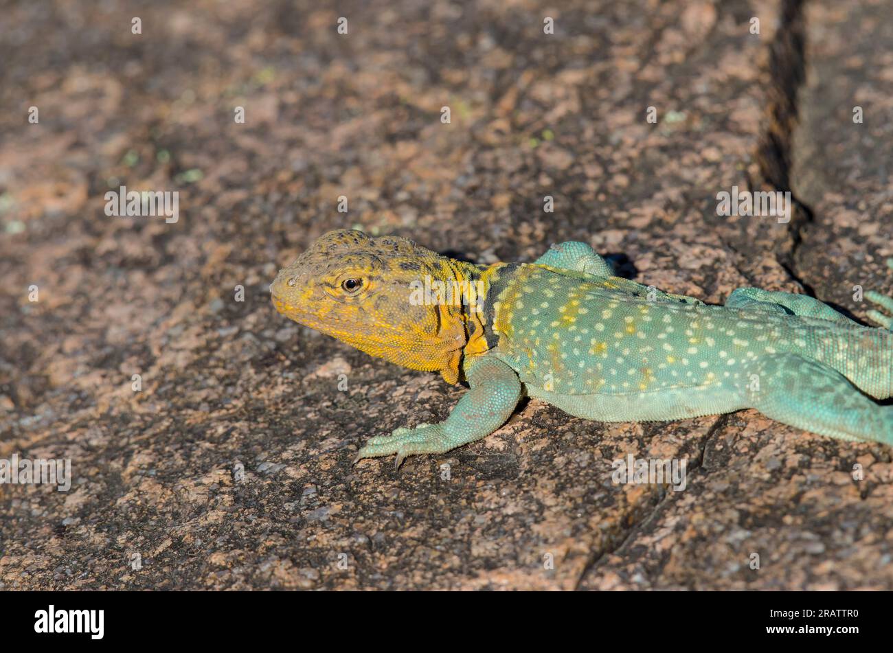 Eastern Collared Lizard, Crotaphytus collaris, male Stock Photo Alamy