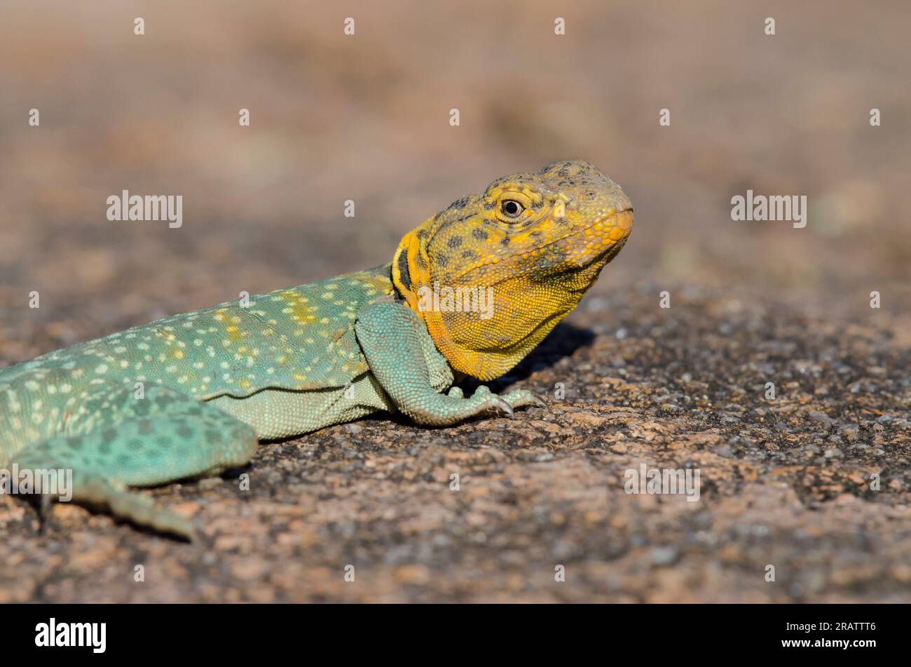 Eastern Collared Lizard, Crotaphytus collaris, male Stock Photo Alamy